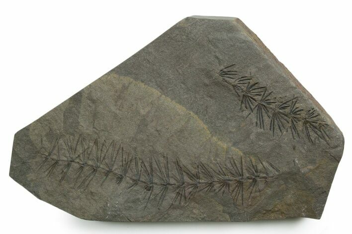 Fossil Pennsylvanian Horsetail (Asterophyllites) Plate - France #351134